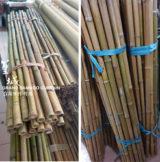 削尖竹尾巴7尺-4尺03